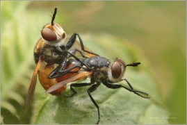 <p>HBITĚNKA PLOŠTICOVÁ (Gymnosoma rotundatum) ----- /species of fly in the family Tachinidae/</p>